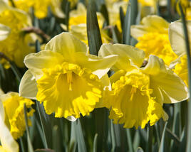 Narcis trubkovitý 'Las Vegas'
