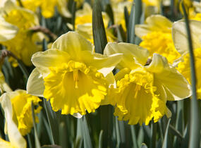 Narcis trubkovitý 'Las Vegas' - Narcissus Trumpet 'Las Vegas'