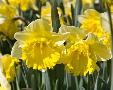 Narcis trubkovitý 'Las Vegas'