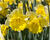Narcis trubkovitý 'Las Vegas'