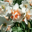 Narcis plnokvětý 'Replete' - Narcissus Double 'Replete'