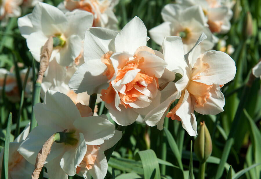 Narcis plnokvětý 'Replete' - Narcissus double 'Replete'