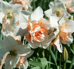 Narcis plnokvětý 'Replete' - Narcissus Double 'Replete'