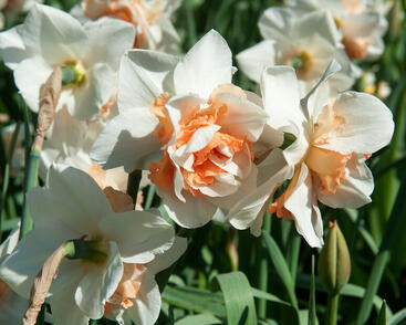 Narcis plnokvětý 'Replete'