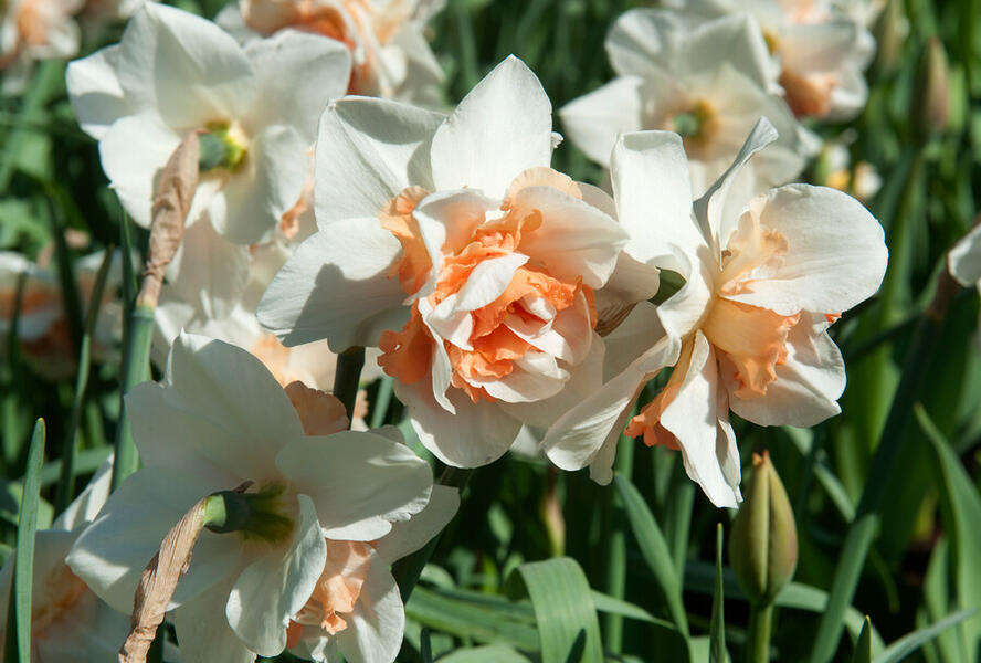 Narcis plnokvětý 'Replete' - Narcissus double 'Replete'