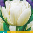 Tulipán plnokvětý raný 'Mondial'® - Tulipa Double Early 'Mondial'®