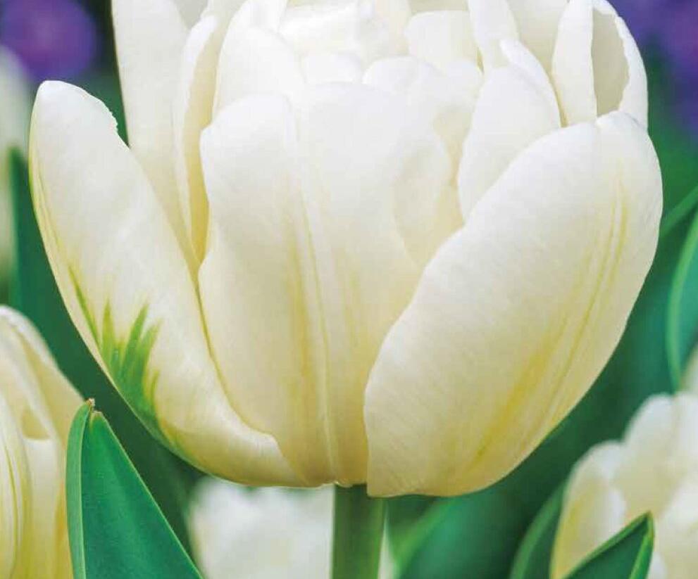 Tulipán plnokvětý raný 'Mondial'® - Tulipa Double Early 'Mondial'®