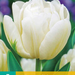 Tulipán plnokvětý raný 'Mondial'® - Tulipa Double Early 'Mondial'®
