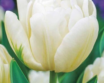 Tulipán plnokvětý raný 'Mondial'®