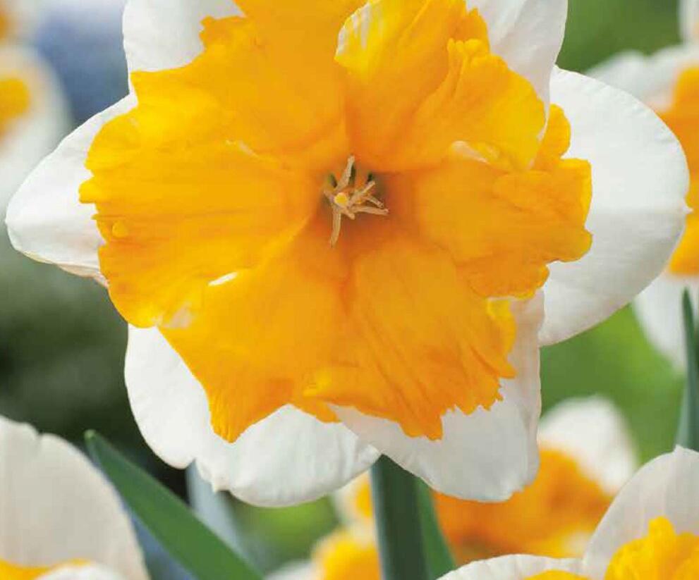Narcis orchideokvětý 'Orangery' - Narcissus Orchid 'Orangery'