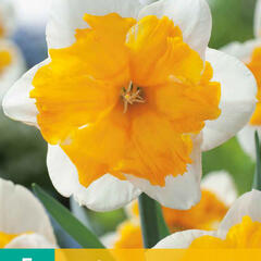 Narcis orchideovitý 'Orangery' - Narcissus orchid 'Orangery'