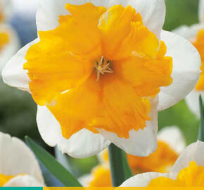 Narcis orchideovitý 'Orangery' - Narcissus orchid 'Orangery'