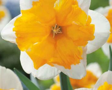 Narcis orchideokvětý 'Orangery'