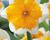 Narcis orchideokvětý 'Orangery'