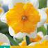 narcis-orchideovity-orangery.jpg