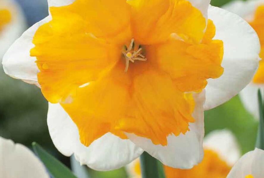 Narcis orchideokvětý 'Orangery' - Narcissus Orchid 'Orangery'