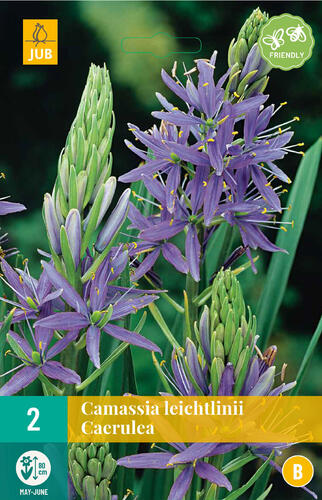 Ladoník 'Caerulea' - Camassia leichtlinii 'Caerulea'