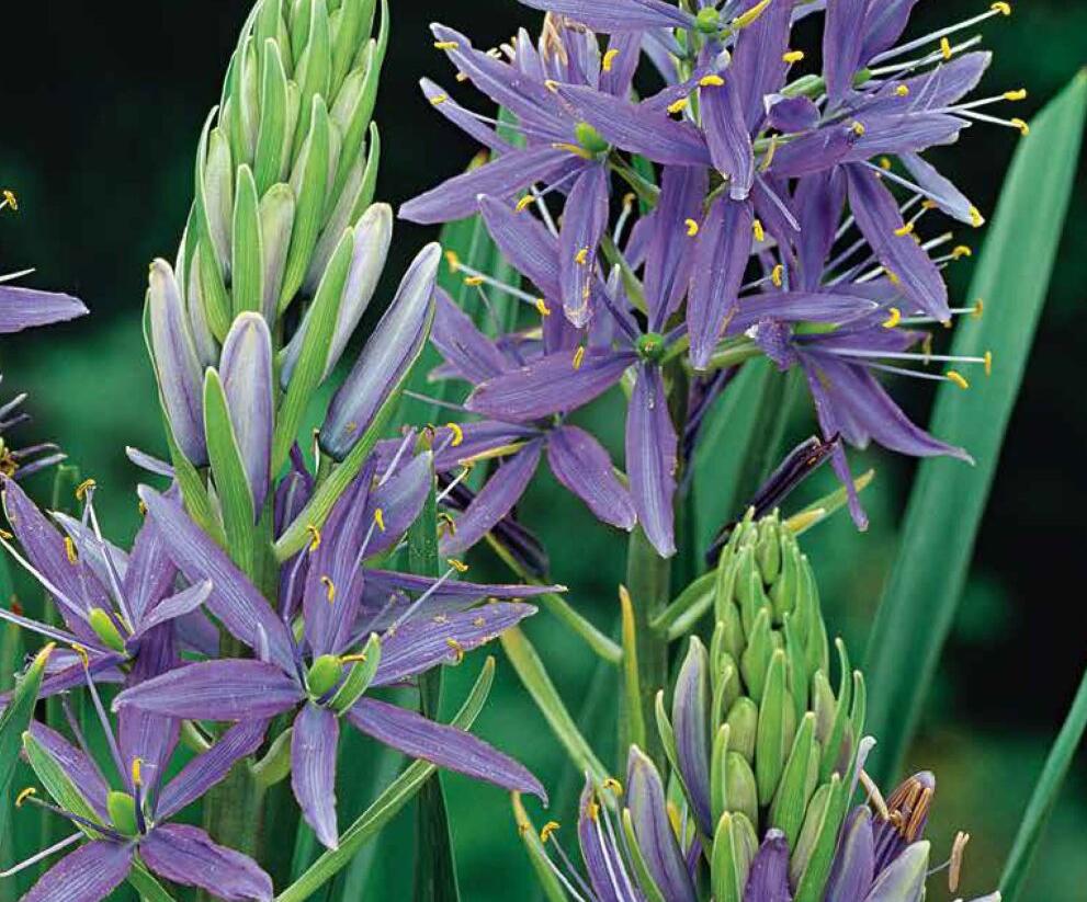 Ladoník 'Caerulea' - Camassia leichtlinii 'Caerulea'