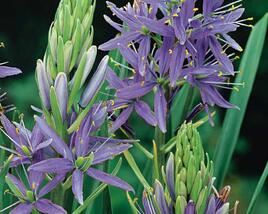 Ladoník 'Caerulea'