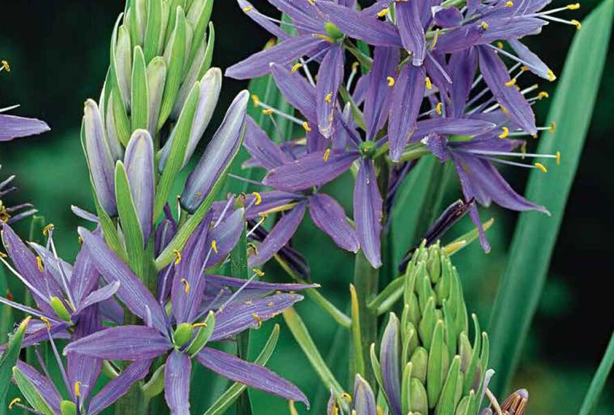 Ladoník 'Caerulea' - Camassia leichtlinii 'Caerulea'
