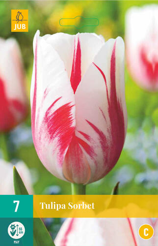 Tulipán jednoduchý pozdní 'Sorbet' - Tulipa Single Late 'Sorbet'