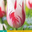 Tulipán jednoduchý pozdní 'Sorbet' - Tulipa Single Late 'Sorbet'