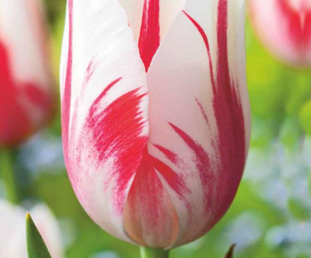 Tulipán jednoduchý pozdní 'Sorbet' - Tulipa Single Late 'Sorbet'