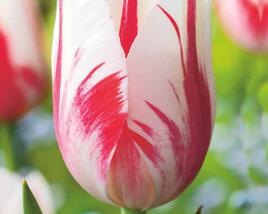 Tulipán jednoduchý pozdní 'Sorbet'