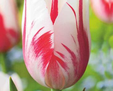 Tulipán jednoduchý pozdní 'Sorbet'