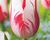 Tulipán jednoduchý pozdní 'Sorbet'