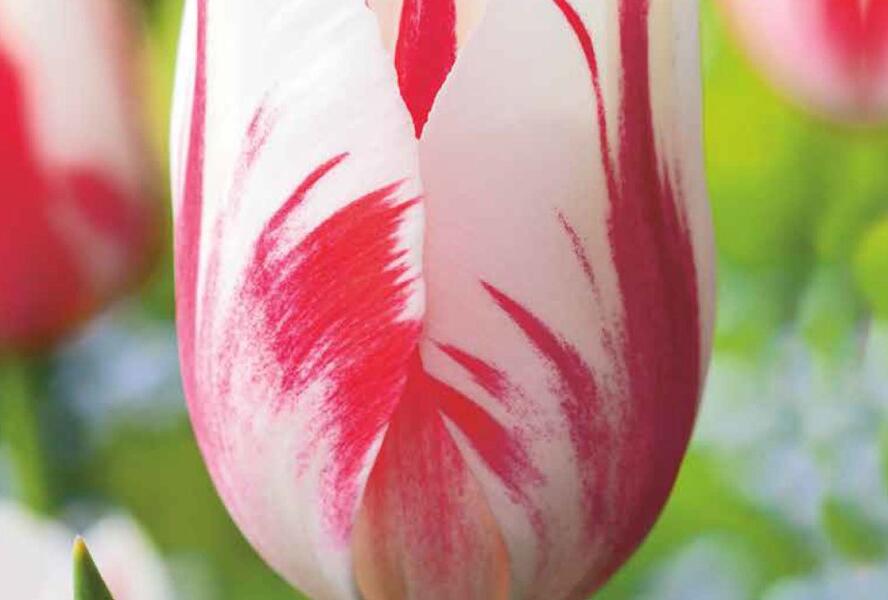 Tulipán jednoduchý pozdní 'Sorbet' - Tulipa Single Late 'Sorbet'
