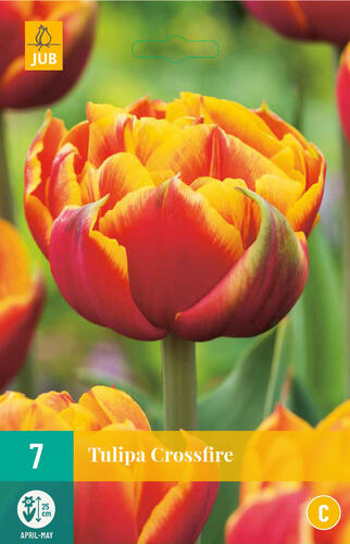 Tulipán plnokvětý raný 'Crossfire' - Tulipa Double Early 'Crossfire'