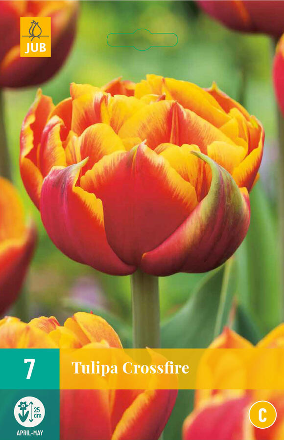 Tulipán plnokvětý raný 'Crossfire' - Tulipa Double Early 'Crossfire'