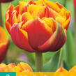 Tulipán plnokvětý raný 'Crossfire' - Tulipa Double Early 'Crossfire'