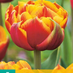 Tulipán plnokvětý raný 'Crossfire' - Tulipa Double Early 'Crossfire'
