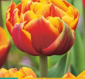Tulipán plnokvětý raný 'Crossfire' - Tulipa Double Early 'Crossfire'