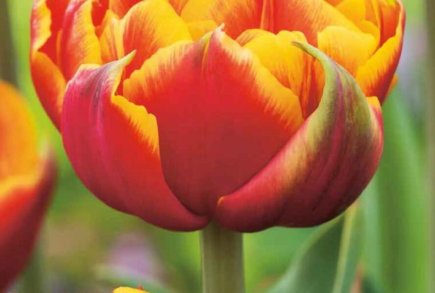 Tulipán plnokvětý raný 'Crossfire' - Tulipa Double Early 'Crossfire'