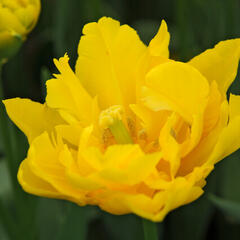 Tulipán plnokvětý raný 'Marie Jo' - Tulipa Double Early 'Marie Jo'
