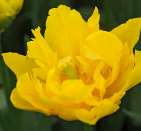 Tulipán plnokvětý raný 'Marie Jo' - Tulipa Double Early 'Marie Jo'