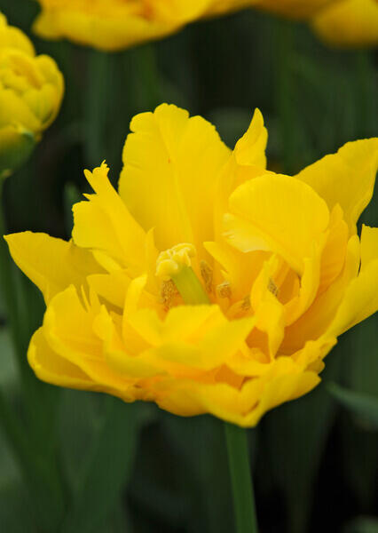 Tulipán plnokvětý raný 'Marie Jo' - Tulipa Double Early 'Marie Jo'