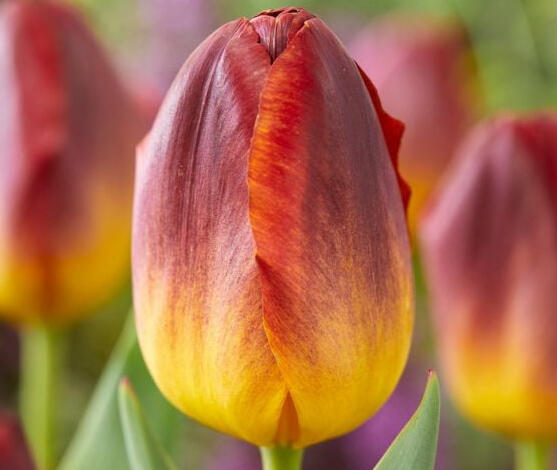 Tulipán Triumph 'Amberglow' - Tulipa Triumph 'Amberglow'