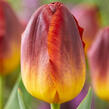Tulipán Triumph 'Amberglow' - Tulipa Triumph 'Amberglow'