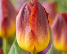 Tulipán Triumph 'Amberglow'
