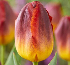 Tulipán Triumph 'Amberglow' - Tulipa Triumph 'Amberglow'