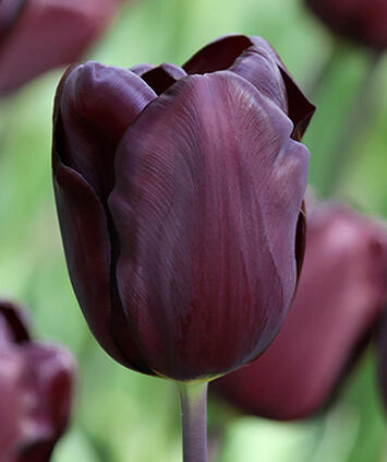 Tulipán Triumph 'Continental' - Tulipa Triumph 'Continental'