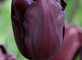 Tulipán Triumph 'Continental' - Tulipa Triumph 'Continental'