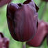 tulipan-triumph-continental.jpg