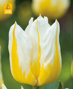 Tulipán Triumph 'Flaming Agrass' - Tulipa Triumph 'Flaming Agrass'