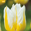 Tulipán Triumph 'Flaming Agrass' - Tulipa Triumph 'Flaming Agrass'
