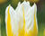 Tulipán Triumph 'Flaming Agrass'